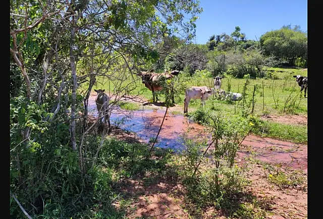 Dona de sítio é multada em R$ 5 mil por permitir que gado degradasse área protegida