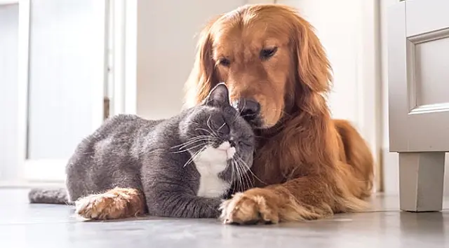 Veterinária explica a importância da vermifugação para a saúde de cães e gatos