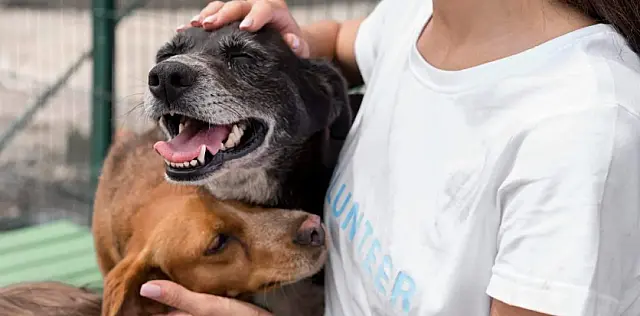 Miranda segue com agendamento online para castração gratuita de cães e gatos