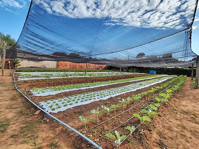 Horta solidária alimenta instituições em Aquidauana