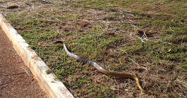 Cobra de 1,5 metro é encontrada em parquinho de creche no Pantanal