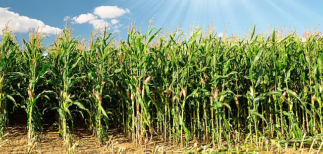 Publicado zoneamento agrícola do milho de primeira safra para 2021/2022