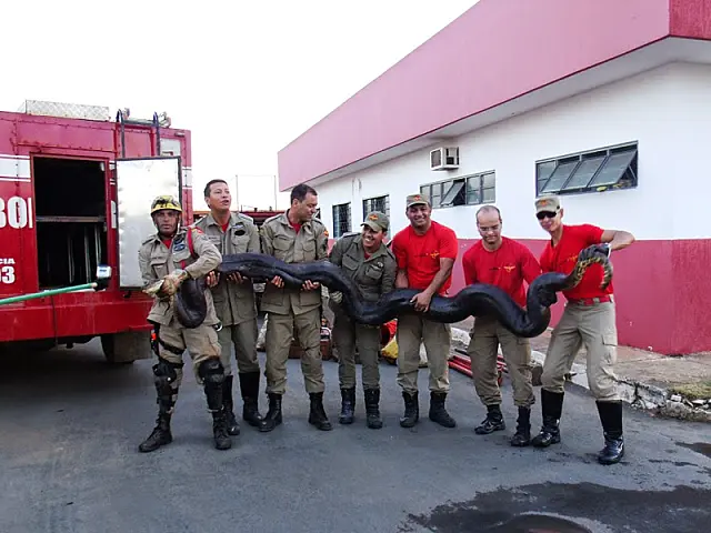 Bombeiros capturam cobra sucuri de seis metros em fazenda