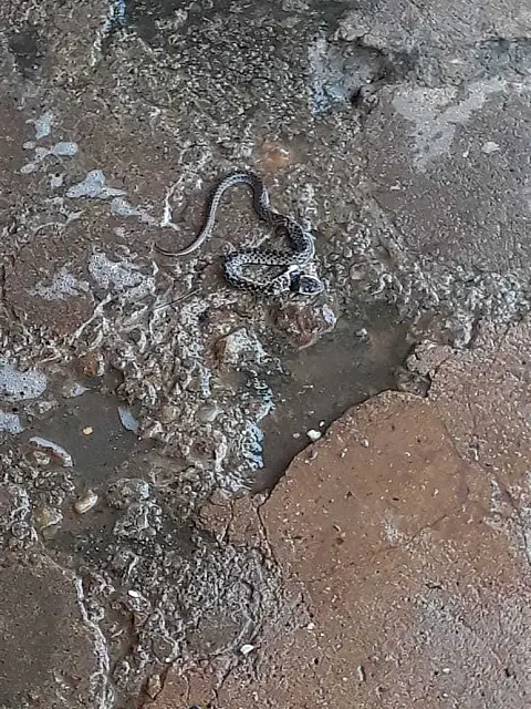Durante faxina na cozinha, dona de casa encontra cobra peçonhenta embaixo do fogão