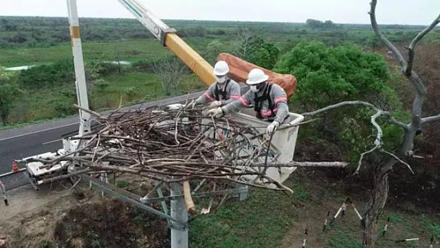 Ninho de tuiuiú foi destruído pelo fogo, mas voluntários construíram versão artificial