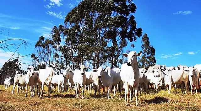 Para desburocratizar atendimento ao produtor rural, Sefaz implanta o Cadastro Eletrônico da Agropecuária