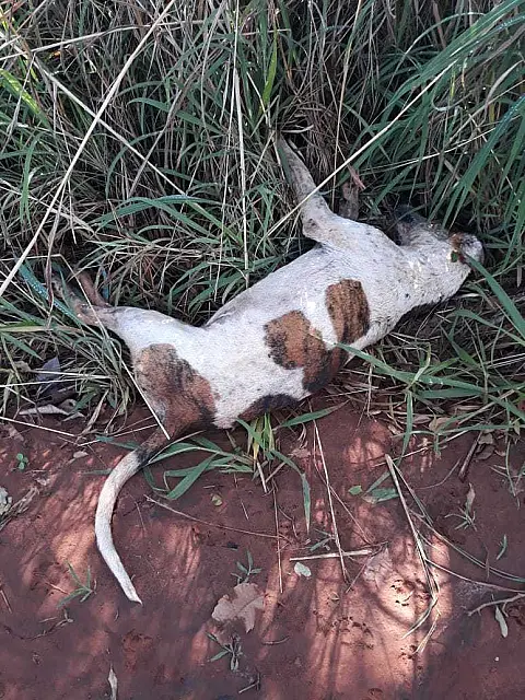 Em MS, homem mata cachorro com tiro de espingarda e acaba preso