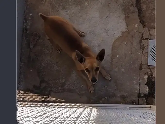 Crianças choram e pedem auxílio para encontrar seu cachorrinho JB