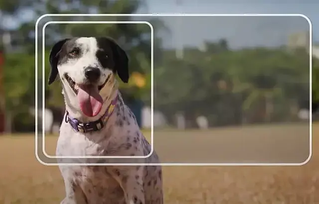 Carteira nacional para pets chega a MS
