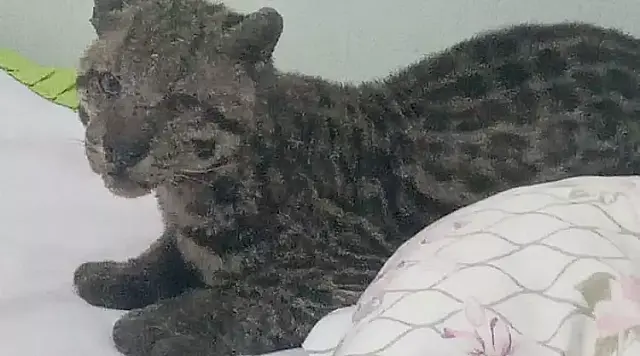 Jaguatirica invade casa e deita na cama de criança em MS