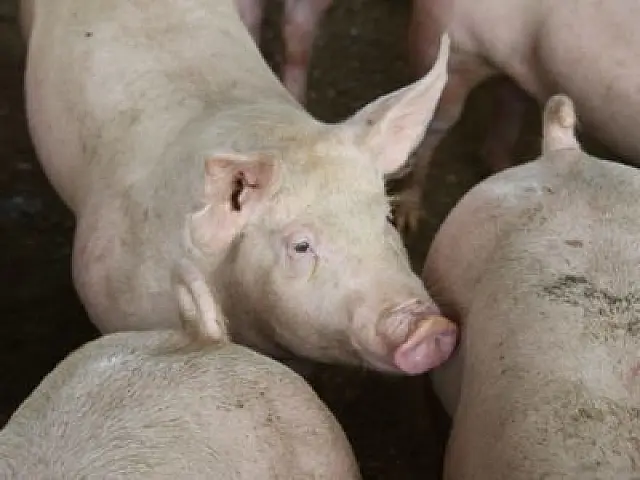Na contramão do país, produção de suínos cresceu 20,12% em MS no ano de 2018