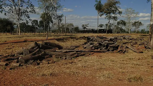 Pecuarista de Nioaque é multada por desmatamento ilegal de 3 hectares