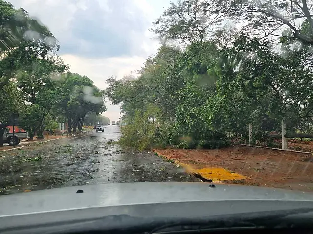 Temporal derruba árvore na Lagoa Comprida