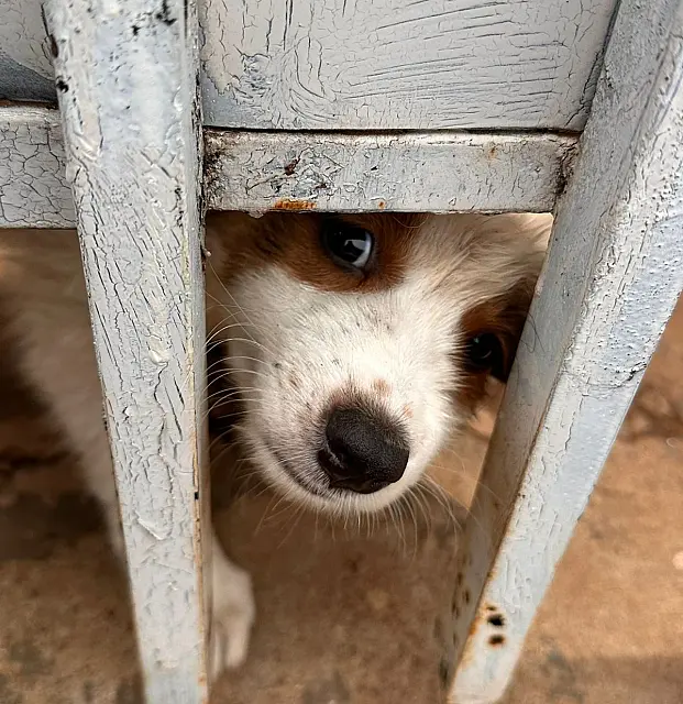 Mulher é presa por manter sete cães em situação de maus-tratos em Campo Grande