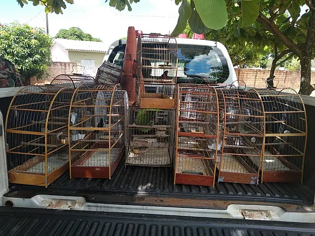 PMA autua pai e filho em R$ 12,5 mil por manter 16 aves silvestres em cativeiro