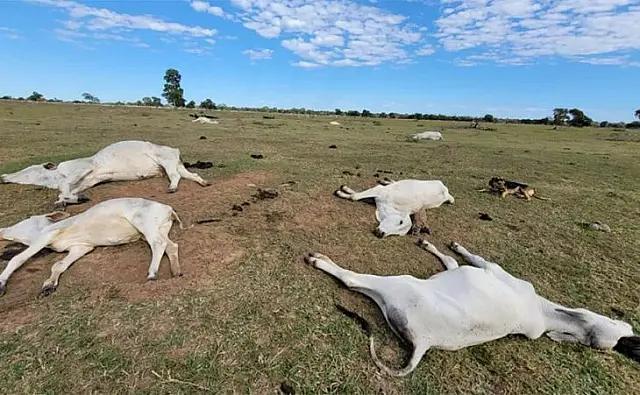 Proximidade de frio intenso renova alerta para risco de morte de animais por hipotermia