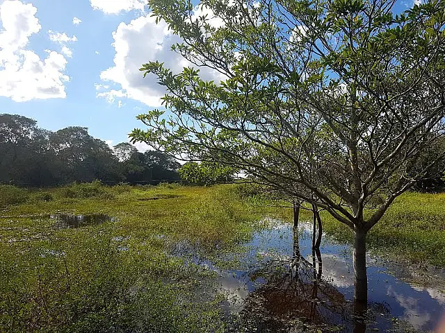 Cheia no Pantanal deverá atingir cerca de quatro metros e meio