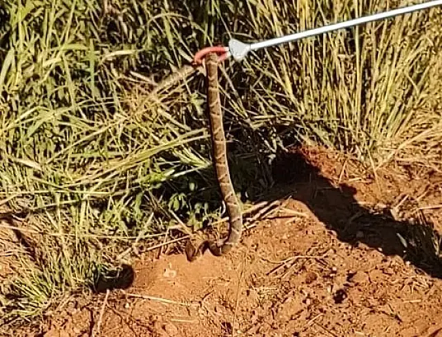 Cascavel de 1,5 metro é capturada em balneário