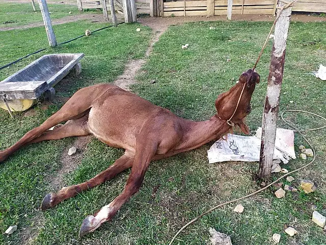 Homem deixa cavalo morrer amarrado e é multado pela PMA em Bela Vista