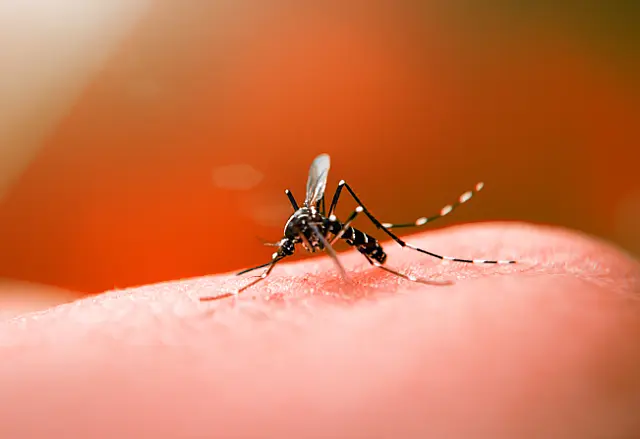 Aquidauana registra 38 casos prováveis de dengue