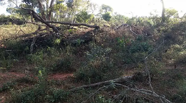 PMA autua fazendeiro em 9,4 mil por desmatamento ilegal de 19 hectares de vegetação nativa