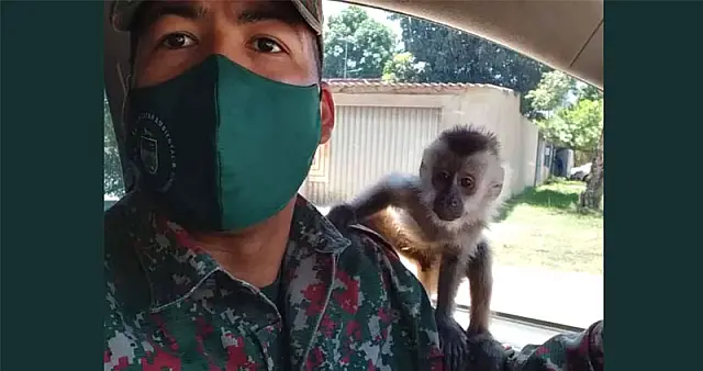 Homem é autuado por manter um macaco-prego em cativeiro