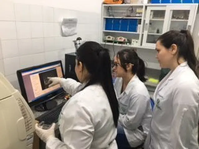 Análise molecular auxilia Iagro no diagnóstico da raiva em Mato Grosso do Sul
