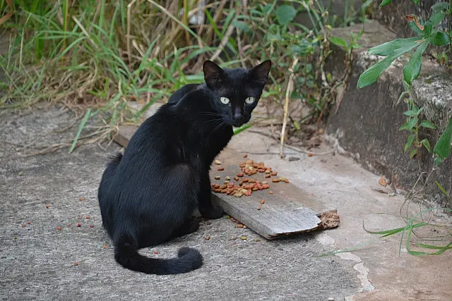 Com abrigo lotado, moradores abandonam animais ao redor de ONG