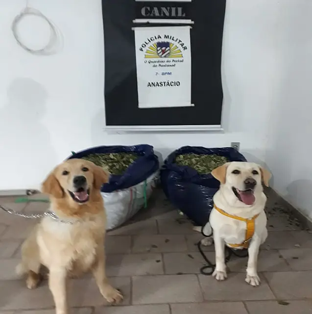 Cães ajudam PM a encontrar 26 quilos de folhas de coca em Anastácio