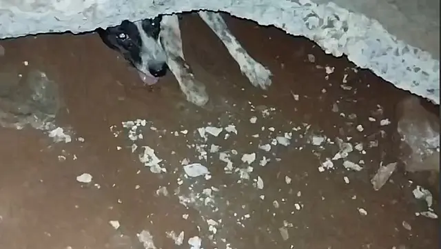 Cachorrinha é resgatada de buraco cimentado em Ladário