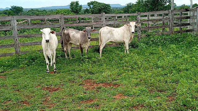 Funcionário encontra um bezerro abatido e outro ferido em fazenda de MS