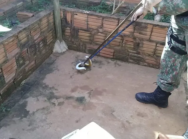 PMA captura cobra de duas cabeças em residência