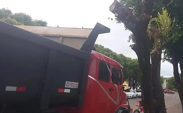 Motorista é multado após podar árvore sem licença ambiental em Anastácio