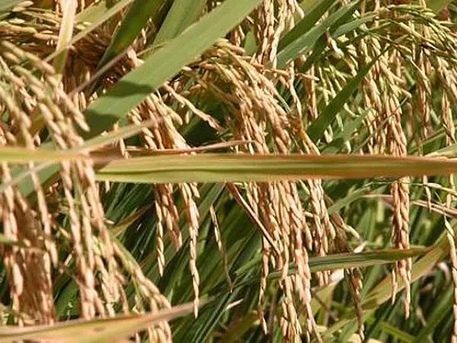 IBGE prevê safra recorde de 161,5 milhões de toneladas este ano