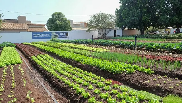 Hortifrutis doados pela Ceasa em MS matam a fome e viram adubo para a comunidade