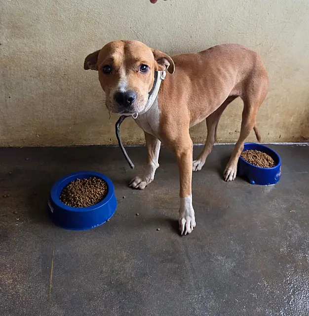 CCZ de Anastácio disponibiliza cães e gatos para adoção responsável