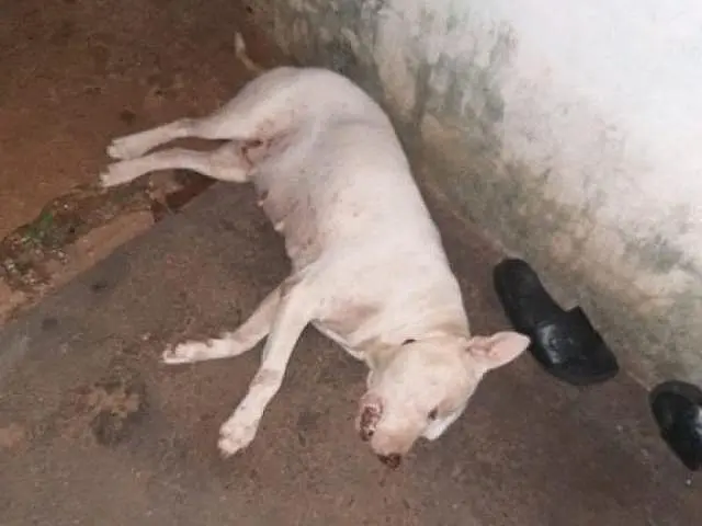 Pistoleiros fuzilam casa de brasileiro em prisão domiciliar e cão é atingido