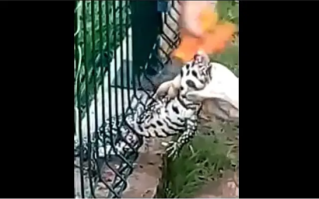 Lagarto se enrosca em tela de condomínio e mobiliza resgate
