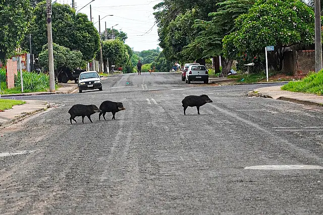 Vara de queixada invade ruas de Aquidauana e PMA faz alerta