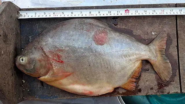 PMA prende empresários paulistas por pesca predatória em Aquidauana