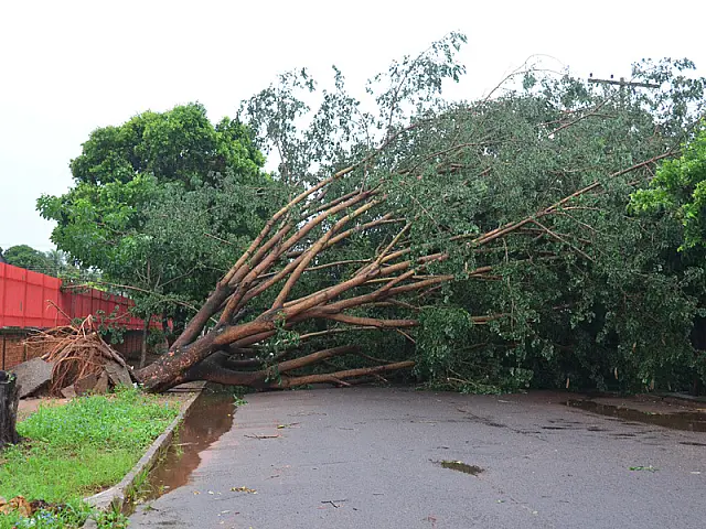 Vendaval derruba árvores e assusta moradores de Aquidauana e Anastácio