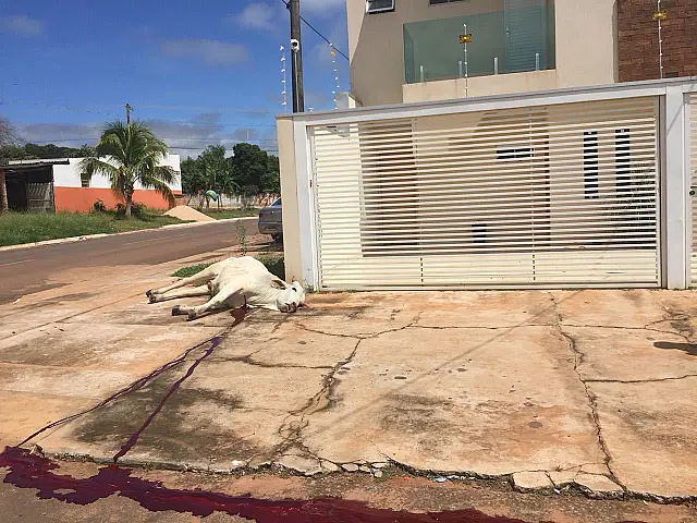 Por conta da chuva, JBS solta 406 bois e, após fuga de alguns, abate 4 animais