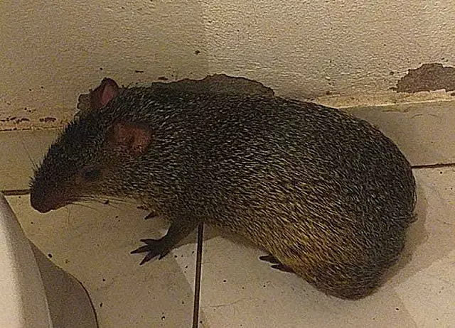 Cutia 'invade' casa de moradora e é resgatada pela PMA
