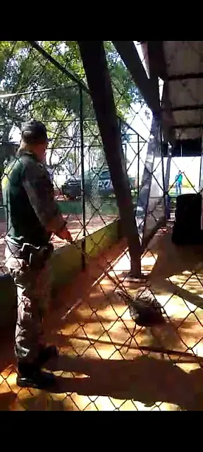 Cateto é capturado dentro de creche em Campo Grande