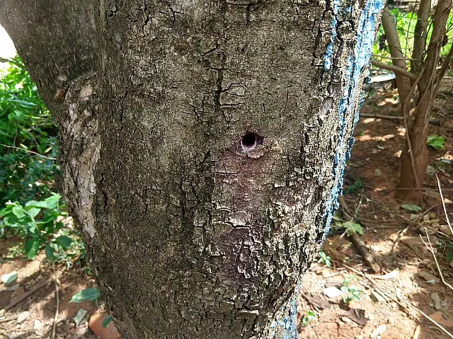 Agente comunitária de Aquidauana é multada por envenenar árvore