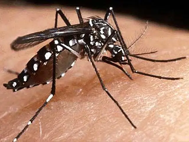 Aquidauana e Anastácio notificaram 121 casos de dengue em 2011