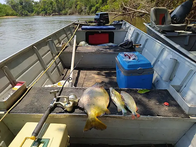 Turista paulista é autuado pela PMA de Aquidauana por pesca ilegal