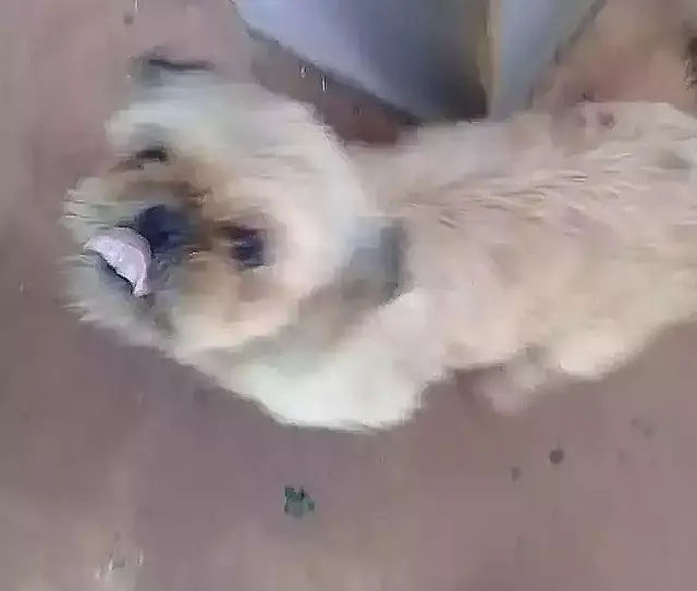 Sem dinheiro, família luta para recuperar cão pego pela "carrocinha"