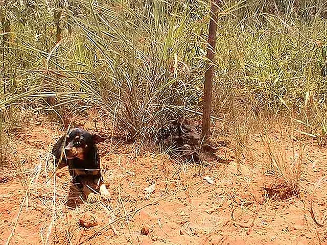 Cadela 'vela' corpo de cachorro morto durante dois dias