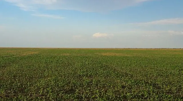 Área plantada de soja aumenta 140 mil hectares e bate recorde no Estado